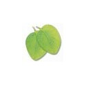 EUKALYPTUS Respiratory – mit frischen und durchdringenden Aromen