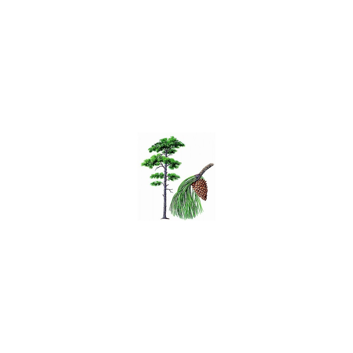 Tonic Pine – mit frischen und würzigen Aromen