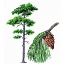 Tonic Pine – mit frischen und würzigen Aromen