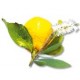 CAJEPUT / CITRON  Stimulant - aux arômes frais et fruités