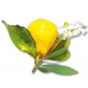 CAJEPUT / ZITRONE Anregend – mit frischen und fruchtigen Aromen