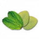 EUCALYPTUS / MENTHE  Respiratoire et Rafraichissant