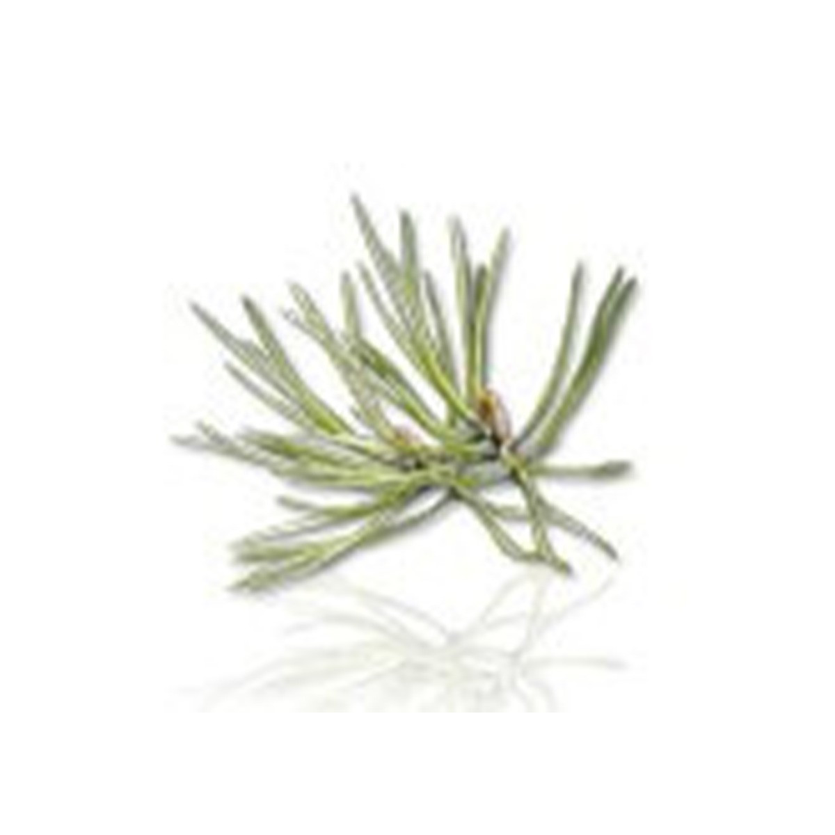 PIN Saunaschleier 250ml Tonic mit frischen und würzigen Aromen von Camylle